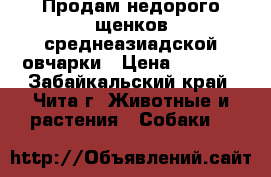 Продам недорого щенков среднеазиадской овчарки › Цена ­ 5 000 - Забайкальский край, Чита г. Животные и растения » Собаки   